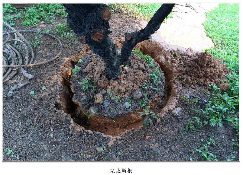 完成斷根