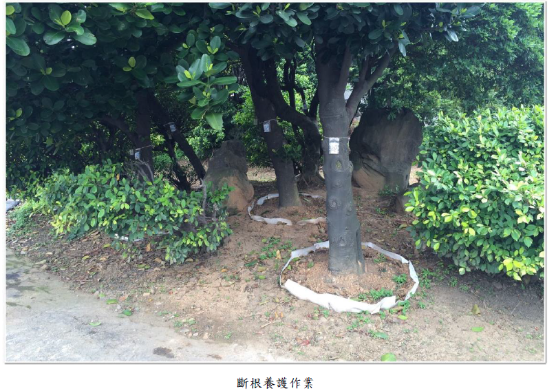 斷根養護作業